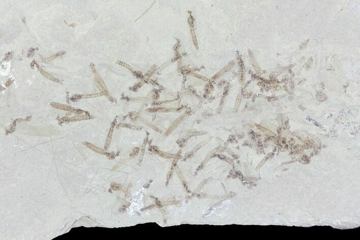 Fossil Crane Fly Larvae - Green River Formation, Utah #76077